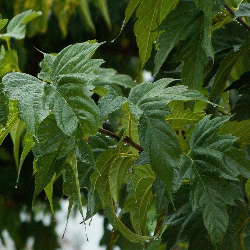 Morus alba Fruitless - Mûrier blanc stérile (Feuillage)