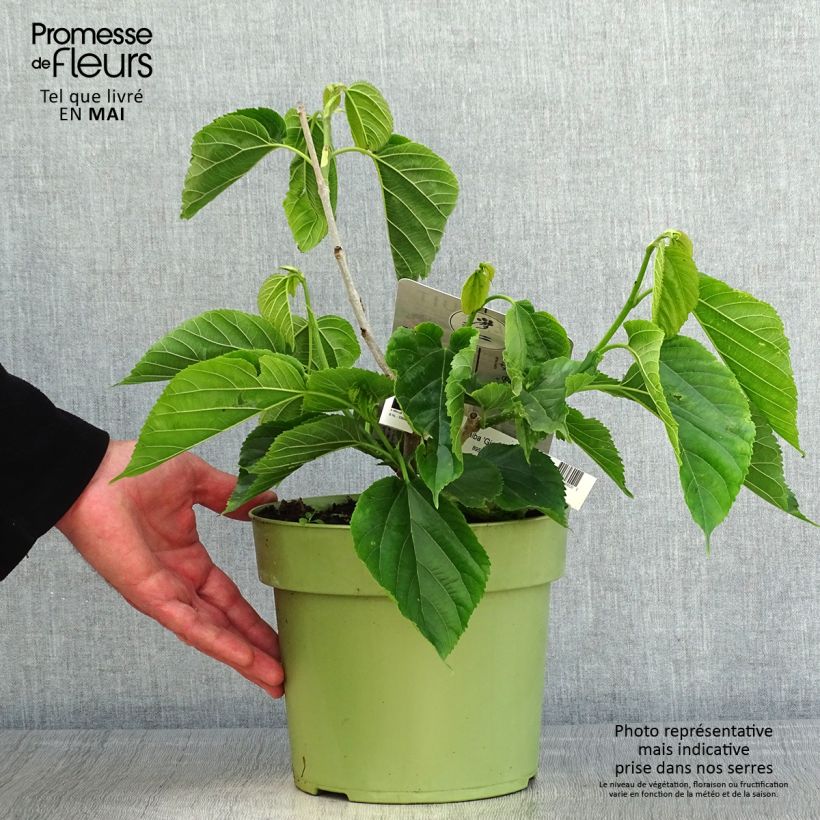 Spécimen de Morus alba Giant Fruit - Mûrier blanc Pot de 3L/4L tel que livré au printemps