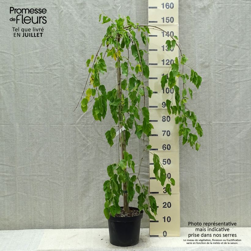Spécimen de Morus alba Pendula - Mûrier blanc pleureur Pot de 7,5L/10L, Tige tel que livré en été