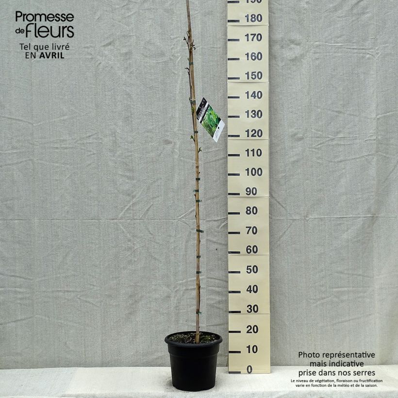 Spécimen de Morus kagayamae (bombycis) - Mûrier platane - Pot de 7,5L/10L tel que livré au printemps