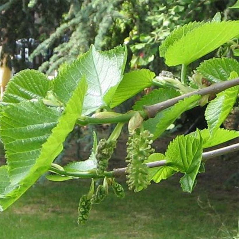 Morus nigra - Mûrier noir (Feuillage)