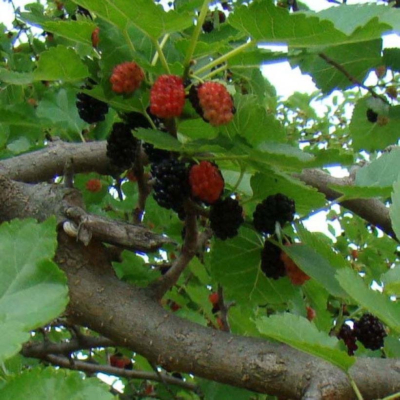 Morus nigra - Mûrier noir (Récolte)