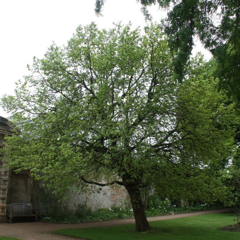 Morus nigra - Mûrier noir (Port)