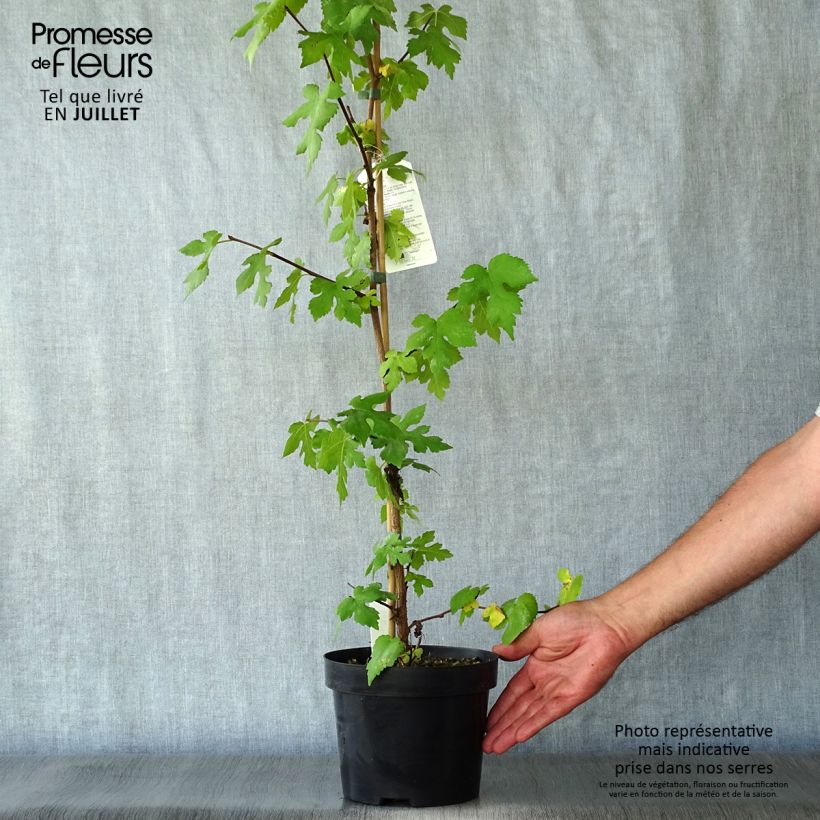 Spécimen de Morus nigra - Mûrier noir Pot de 1,5L/2L tel que livré en été