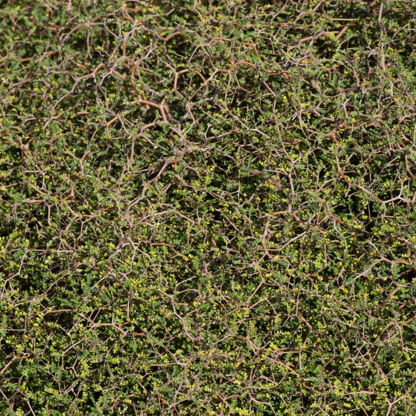 Muehlenbeckia astonii - lentille arbustive (Feuillage)