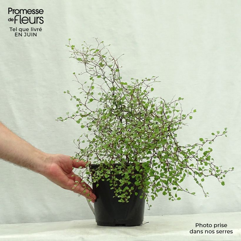 Spécimen de Muehlenbeckia astonii - lentille arbustive Pot de 3L/4L tel que livré en été