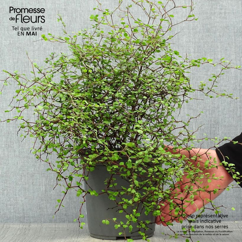 Spécimen de Muehlenbeckia astonii - lentille arbustive Pot de 3L/4L tel que livré au printemps
