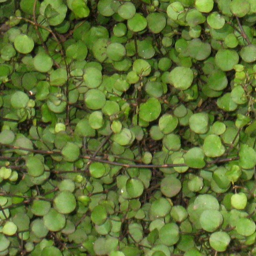 Muehlenbeckia axillaris - Muehlenbeckie rampante. (Feuillage)