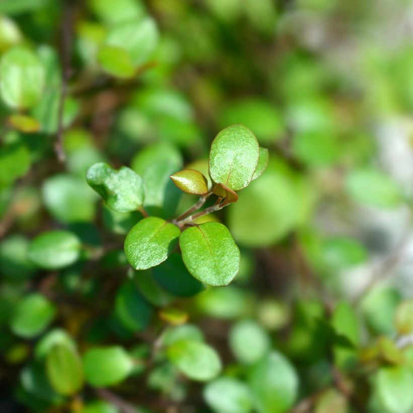 Muehlenbeckia complexa Golden Girl - Muehlenbeckie (Feuillage)