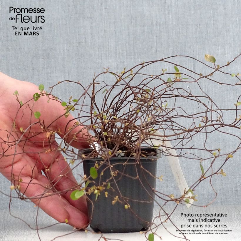 Spécimen de Muehlenbeckia complexa Sealand Compact Godet de 9cm tel que livré au printemps
