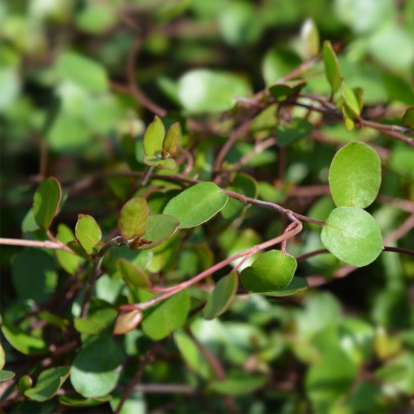 Muehlenbeckia complexa Sealand Compact (Feuillage)