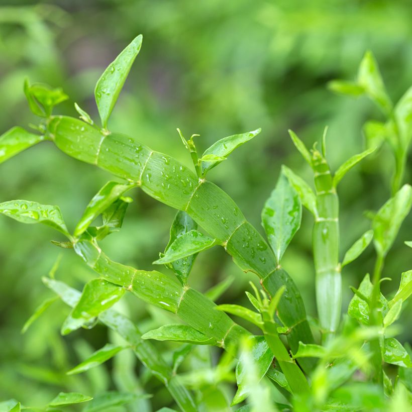 Muehlenbeckia platyclada - Plante ruban (Feuillage)