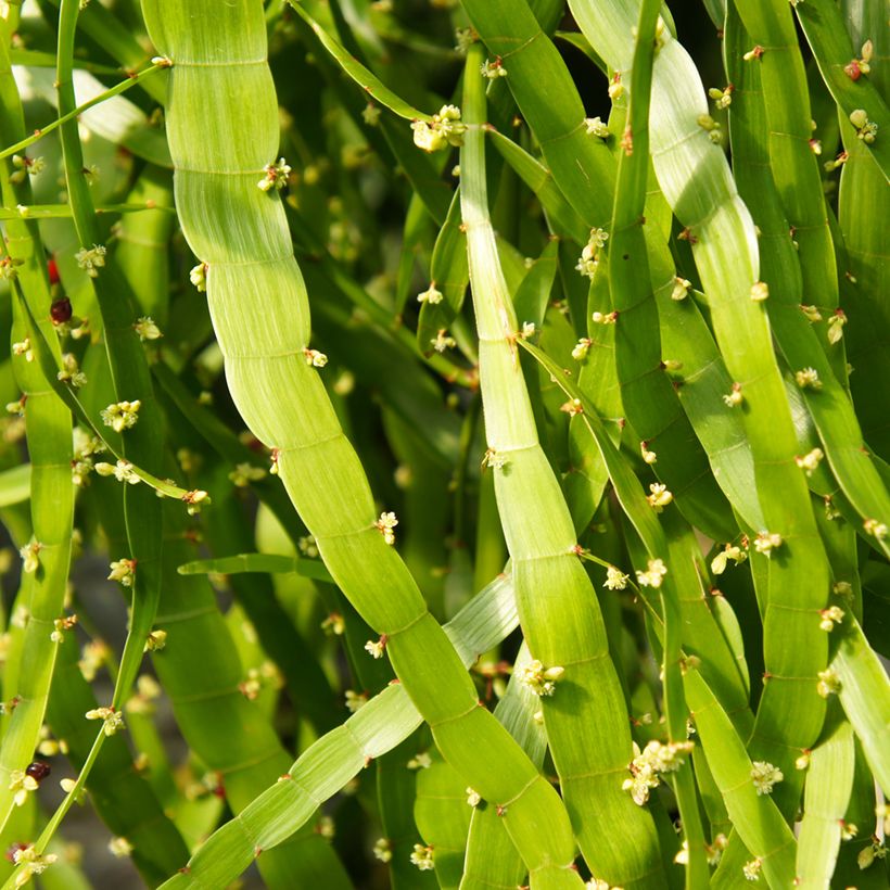 Muehlenbeckia platyclada - Plante ruban (Floraison)