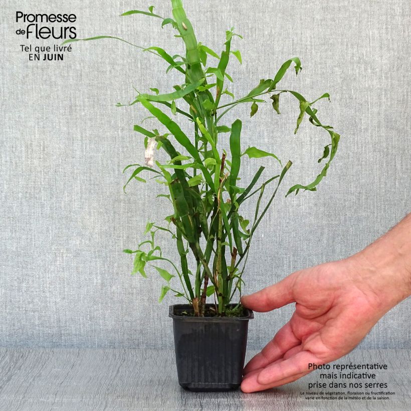 Spécimen de Muehlenbeckia platyclada - Plante ruban Godet de 8/9 cm tel que livré en été