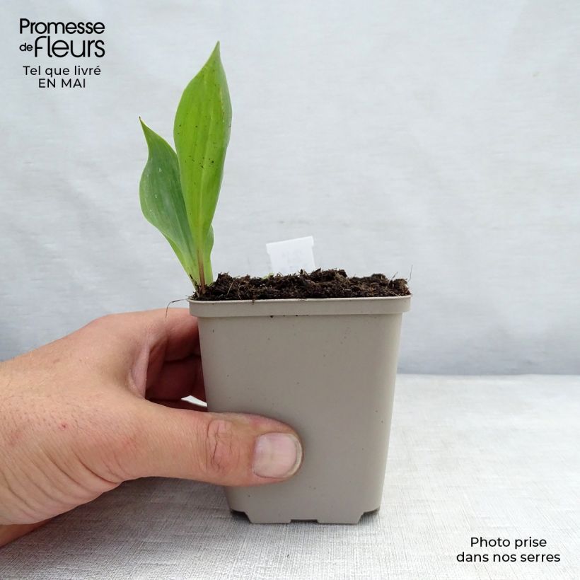 Spécimen de Muguet Blanc - Convallaria majalis en godet de 9cm tel que livré au printemps