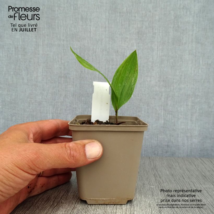 Spécimen de Muguet Blanc - Convallaria majalis Godet de 8/9 cm tel que livré en été