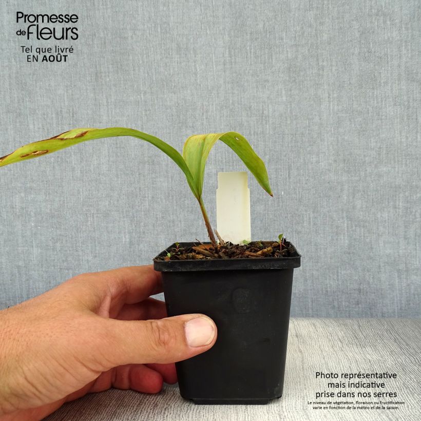 Spécimen de Muguet Rose - Convallaria majalis Rosea Godet de 8/9 cm tel que livré en été