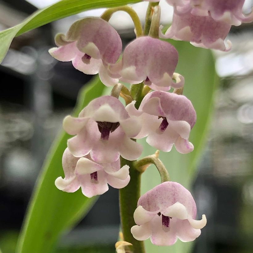 Muguet Rose - Convallaria majalis Rosea (Floraison)