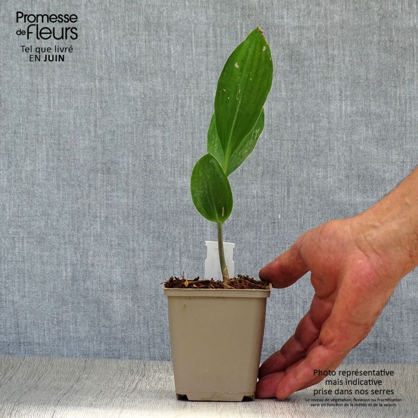 Spécimen de Muguet à bouquets - Convallaria majalis Doreen Godet de 8/9 cm tel que livré en été