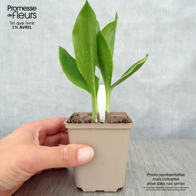Spécimen de Muguet à grandes fleurs - Convallaria majalis Bridal Choice Godet de 8/9 cm tel que livré au printemps