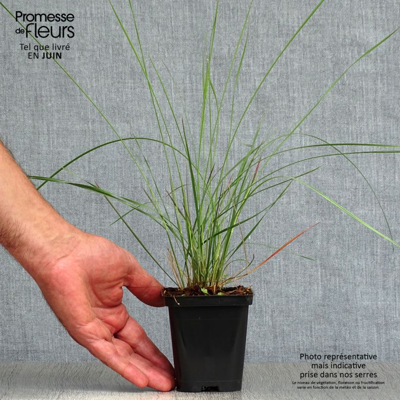 Spécimen de Muhlenbergia capillaris Godet de 8/9 cm tel que livré en été