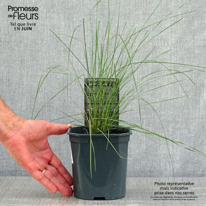 Spécimen de Muhlenbergia capillaris Pot de 2L/3L tel que livré en été
