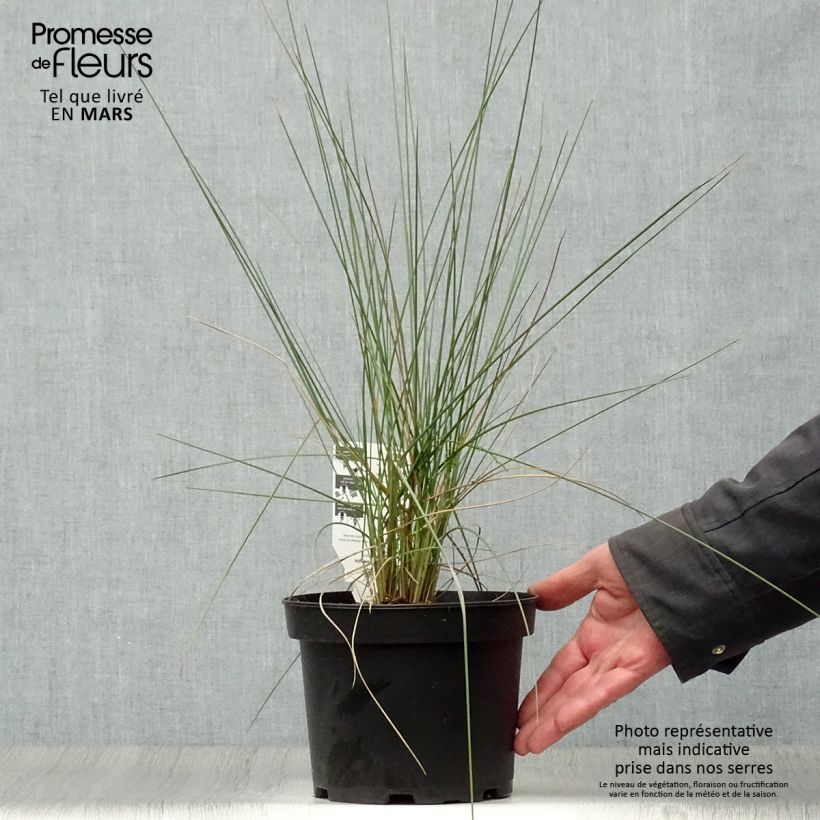 Spécimen de Muhlenbergia capillaris en pot de 2/3 litres tel que livré au printemps