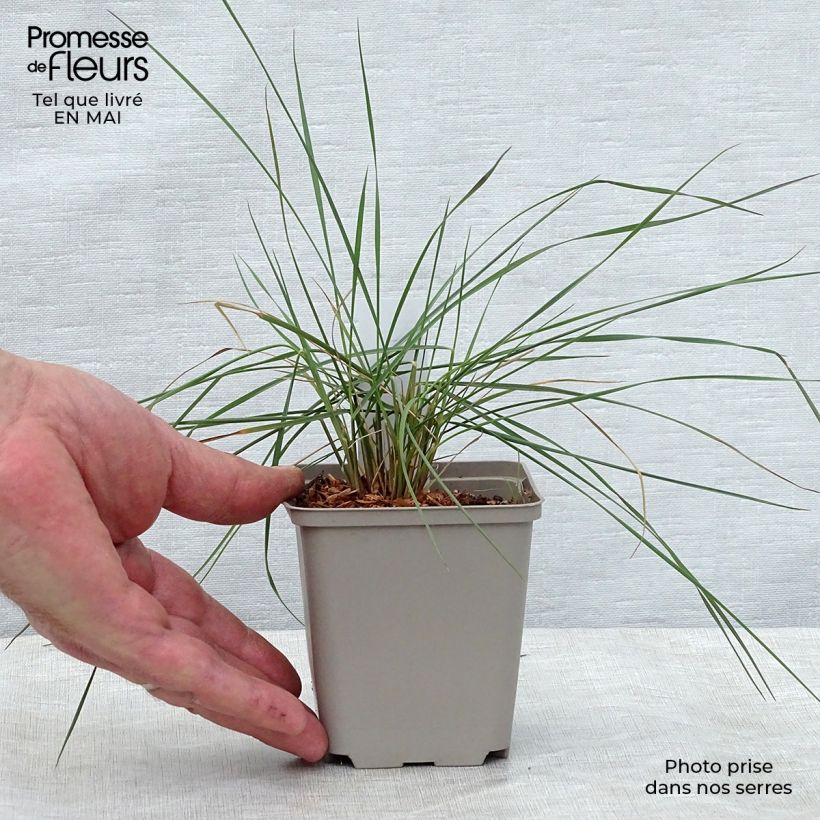 Spécimen de Muhlenbergia capillaris en godet de 9 cm tel que livré au printemps