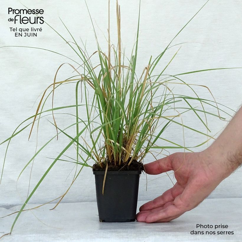 Spécimen de Muhlenbergia rigens Godet de 8/9 cm tel que livré en été
