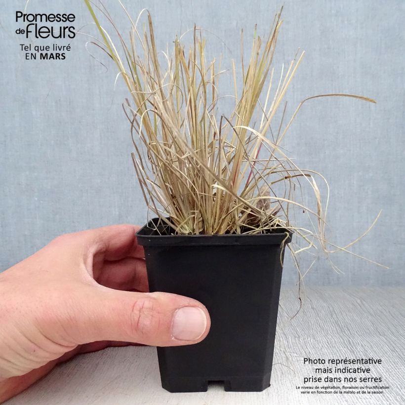 Spécimen de Muhlenbergia rigens Godet de 8/9 cm tel que livré au printemps