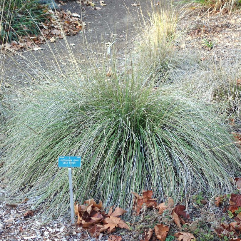 Muhlenbergia rigens (Port)