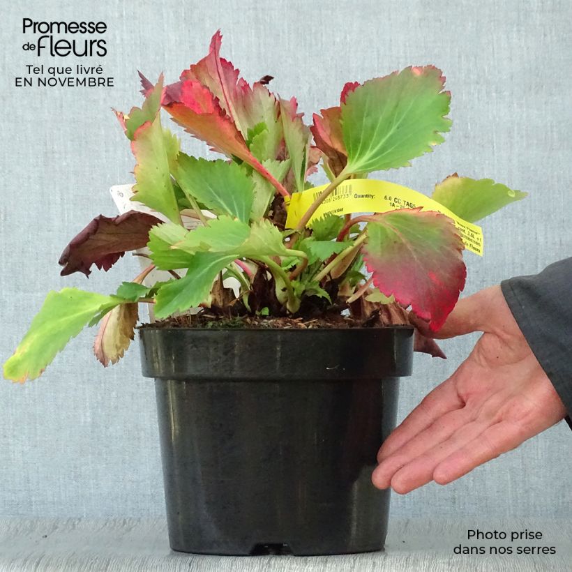 Spécimen de Mukgenia Nova Flame Pot de 3L/4L tel que livré en automne
