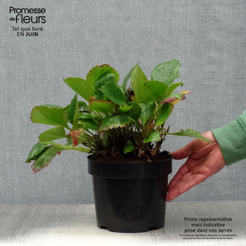 Spécimen de Mukgenia Nova Flame Pot de 3L/4L tel que livré en été