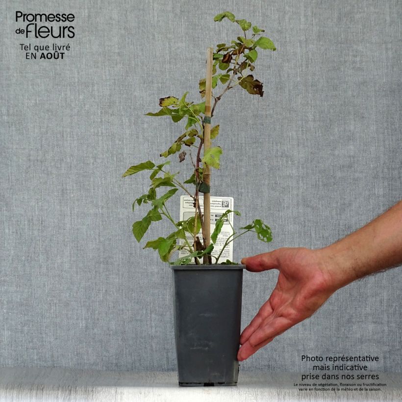 Spécimen de Mûre Buckingham Tayberry Bio  Pot de 1,5L/2L tel que livré en été