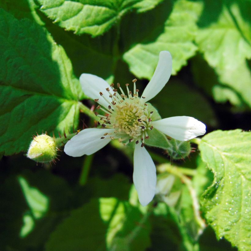 Mûre Buckingham Tayberry - Rubus Tayberry  (Floraison)