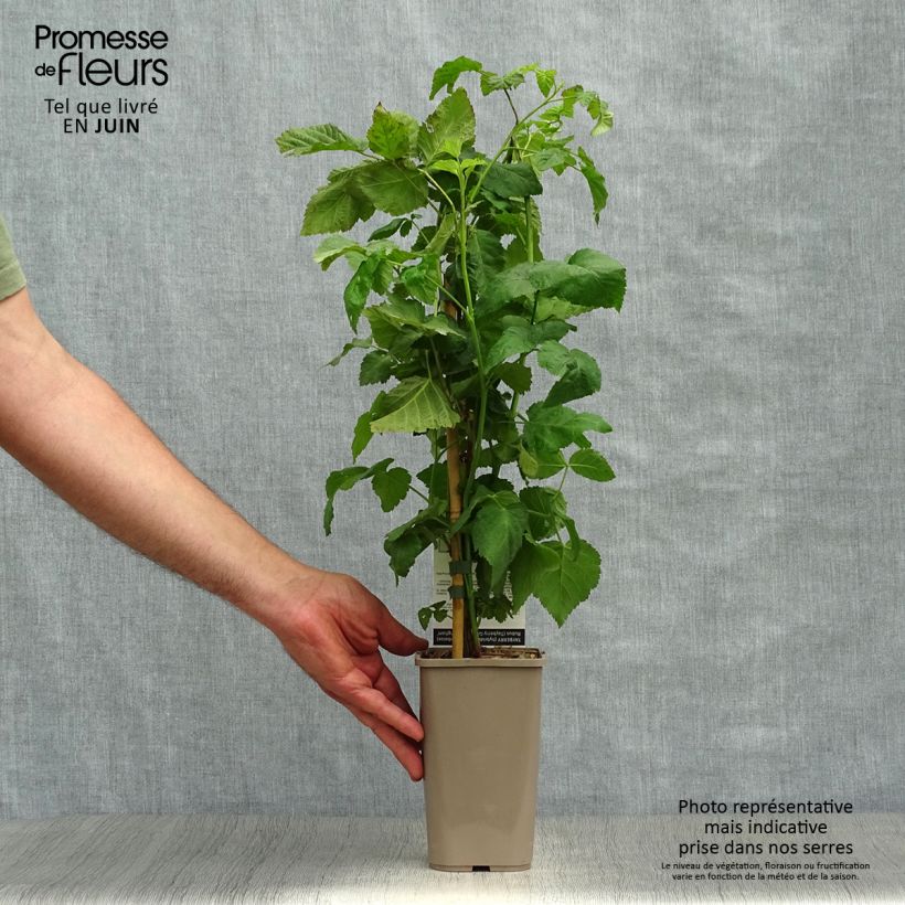 Spécimen de Mûre Buckingham Tayberry - Rubus Tayberry  Pot de 1,5L/2L, Touffe tel que livré en été