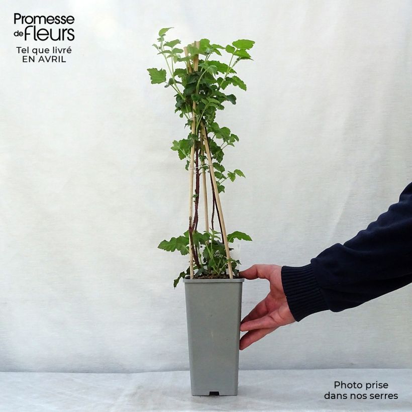 Spécimen de Mûre Buckingham Tayberry - Rubus Tayberry  Pot de 1,5L/2L, TouffeHauteur livrée env. 30/40cm tel que livré au printemps