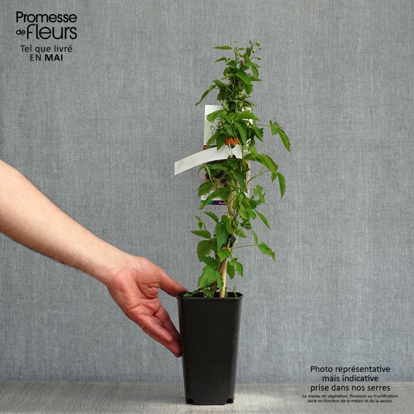 Spécimen de Mûre Direttissima Montblanc - Rubus fruticosus  Pot de 2L/3L, TouffeHauteur livrée env. 40/60cm tel que livré au printemps