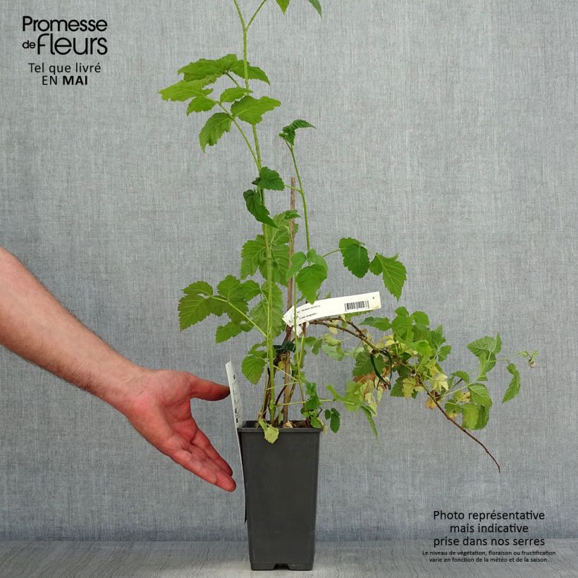 Spécimen de Mûre Medana Tayberry - Mûre-framboise Pot de 1.5L/2L tel que livré au printemps