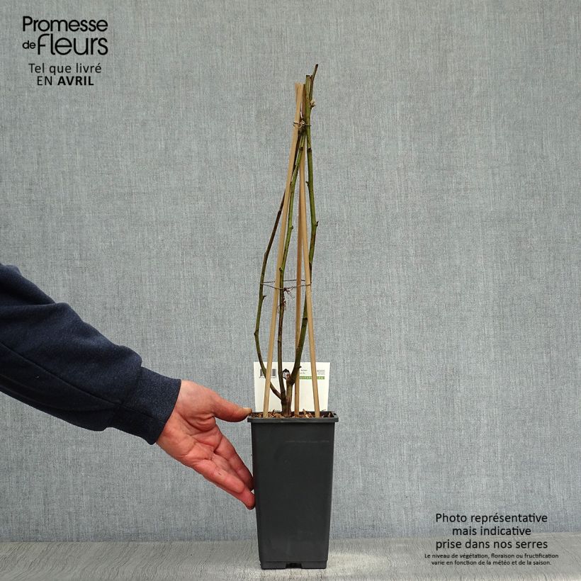 Spécimen de Mûre remontante Reuben Pot de 1,5L/2LHauteur livrée env. 40cm tel que livré au printemps
