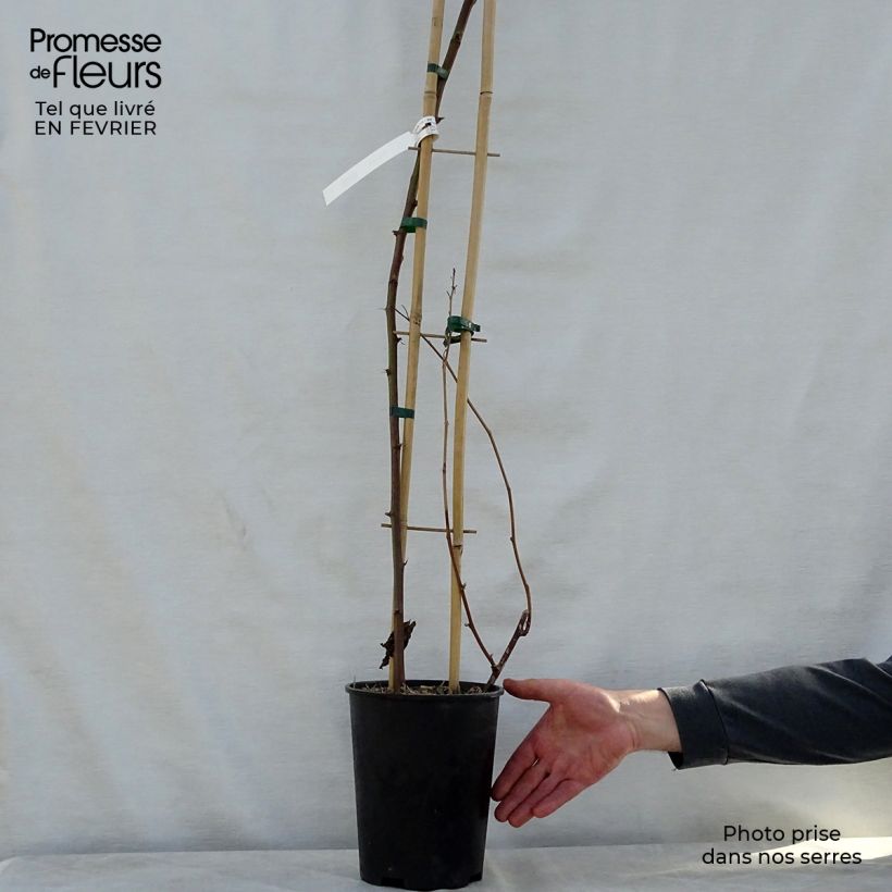 Spécimen de Mûre remontante Reuben Pot de 4L/5L, TouffeHauteur livrée env. 60/80cm tel que livré en hiver