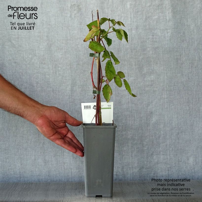 Spécimen de Mûre sans épines Thornfree - Rubus fruticosus Pot de 1,5L/2L, Touffe tel que livré en été