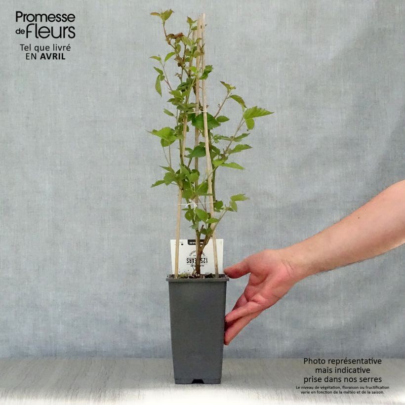 Spécimen de Mûre sans épines Thornfree - Rubus fruticosus Pot de 1,5L/2L, TouffeHauteur livrée env. 40/50cm tel que livré au printemps