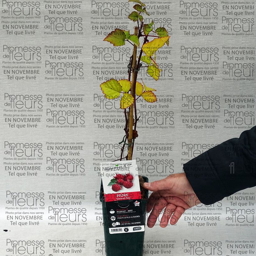 Exemple de spécimen de Mûre des jardins Dorman Red Pot de 1L/1,5L tel que livré