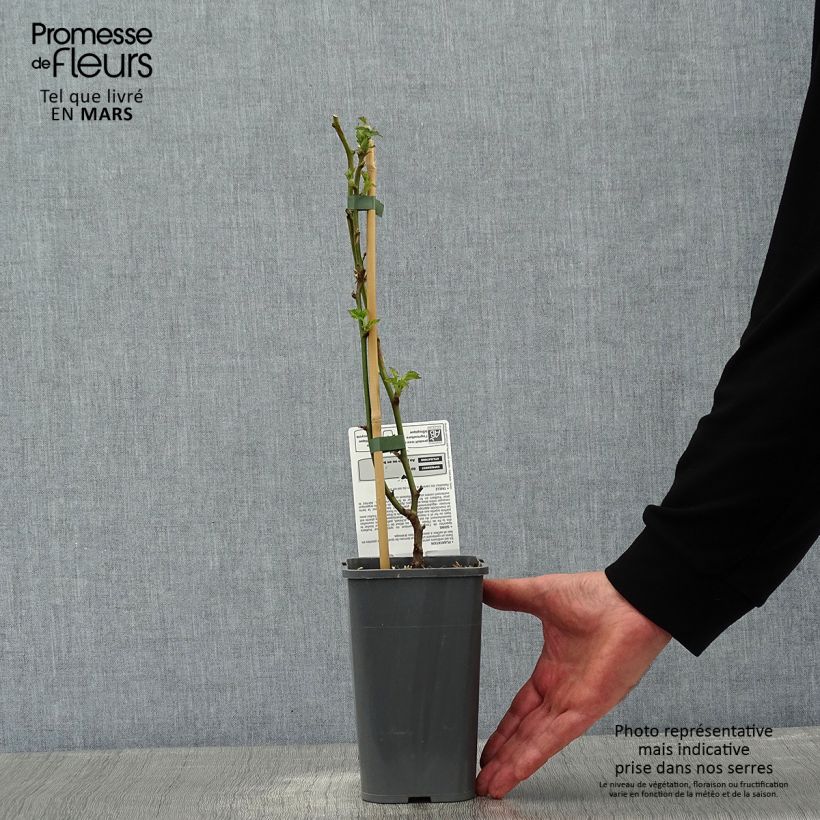 Spécimen de Mûre des jardins Little Black Prince tel que livré en hiver