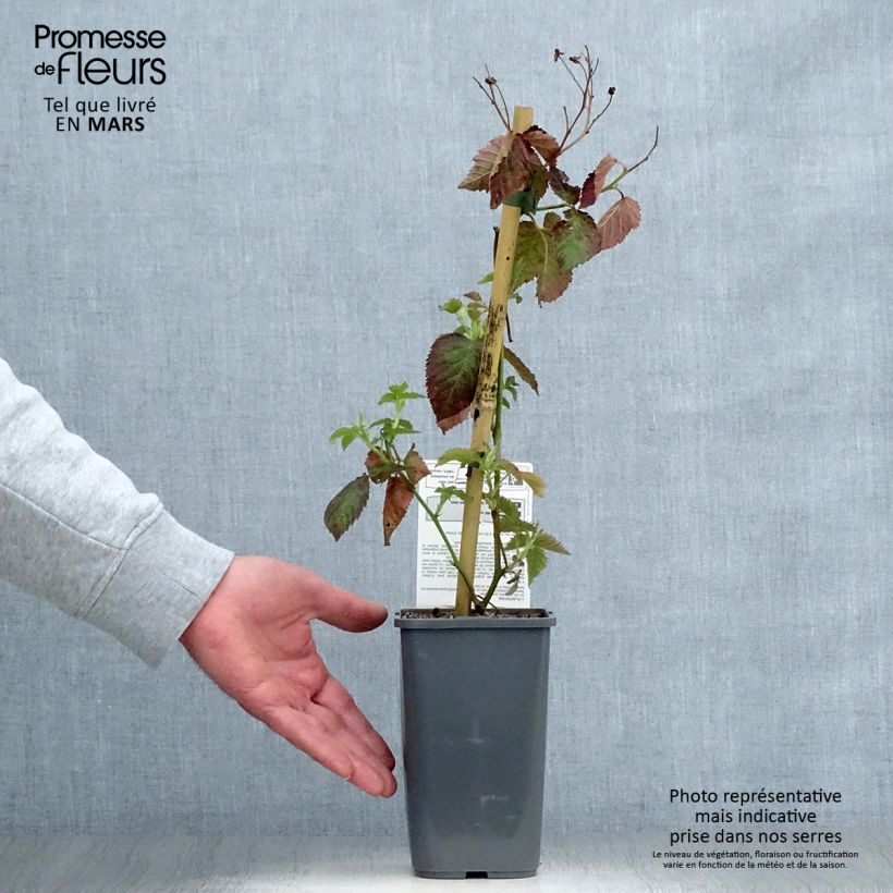 Spécimen de Mûre des jardins Little Black Prince Bio tel que livré au printemps