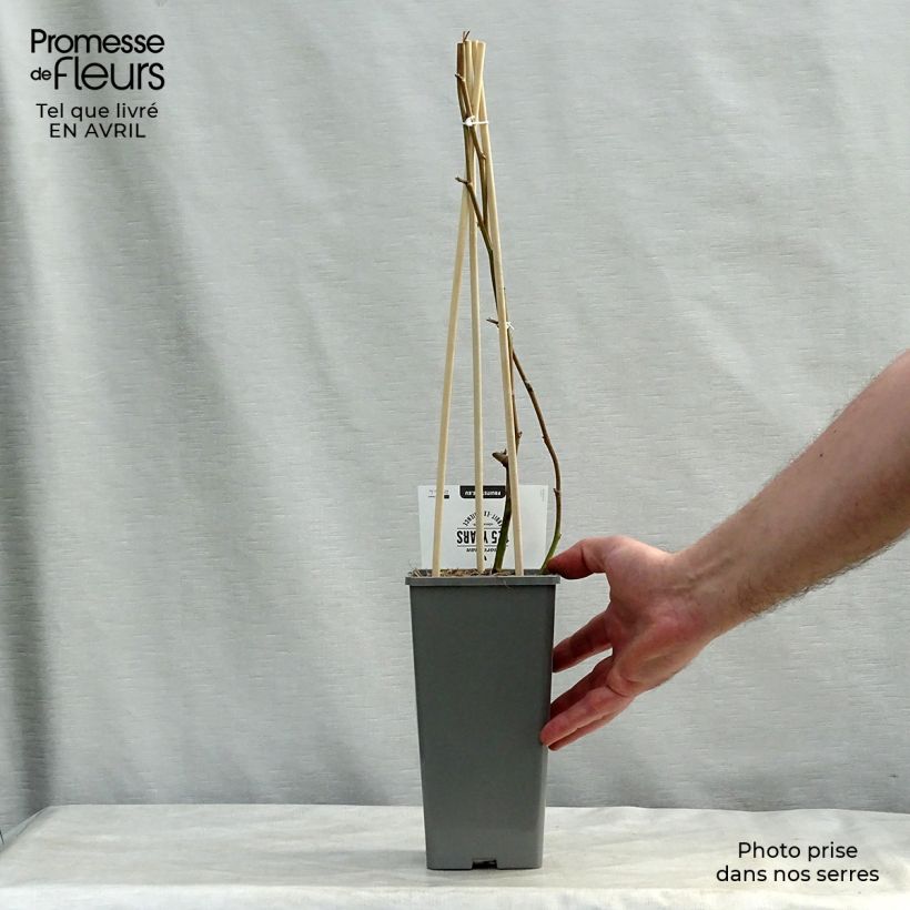 Spécimen de Mûre sans épines Loch Ness - Pot de 1.5L/2L tel que livré au printemps
