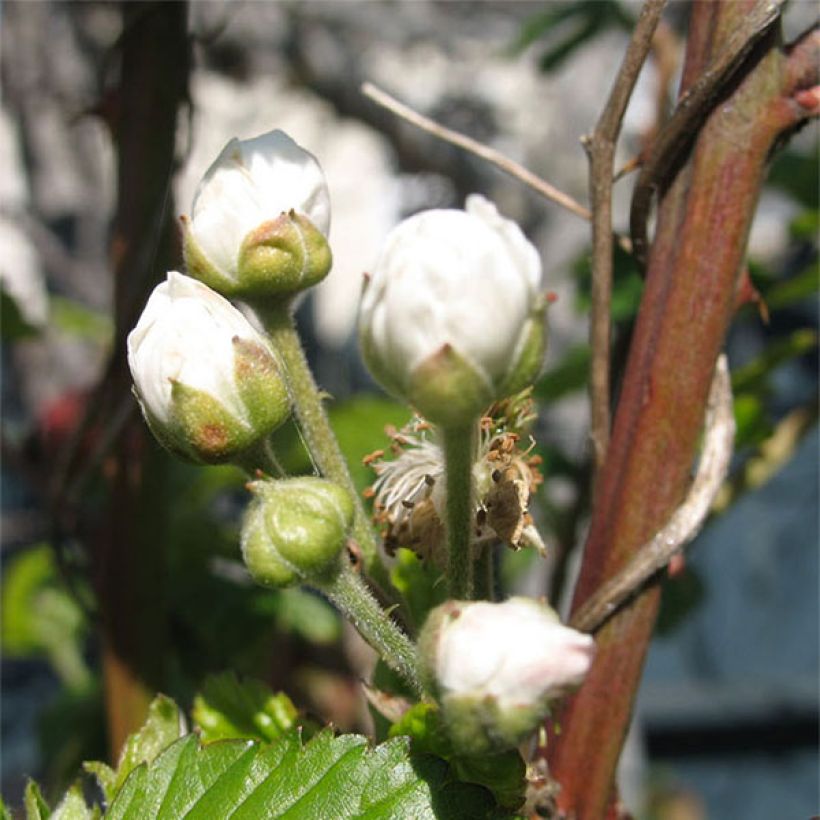 Mûre sans épines Loganberry - Mûre-framboise (Floraison)