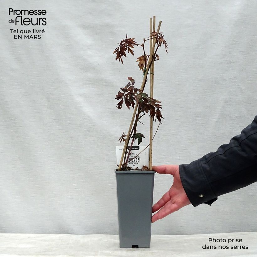 Spécimen de Mûre sans épines Thornless Evergreen Pot de 1.5L/2L tel que livré au printemps