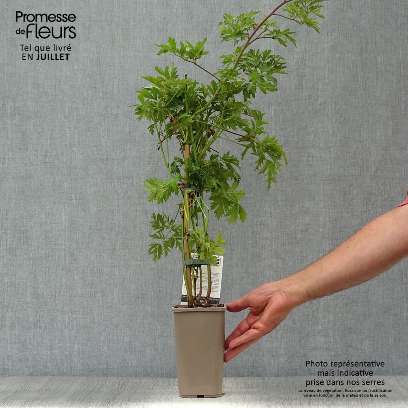 Spécimen de Mûre sans épines Thornless Evergreen Pot de 1,5L/2L, Touffe tel que livré en été